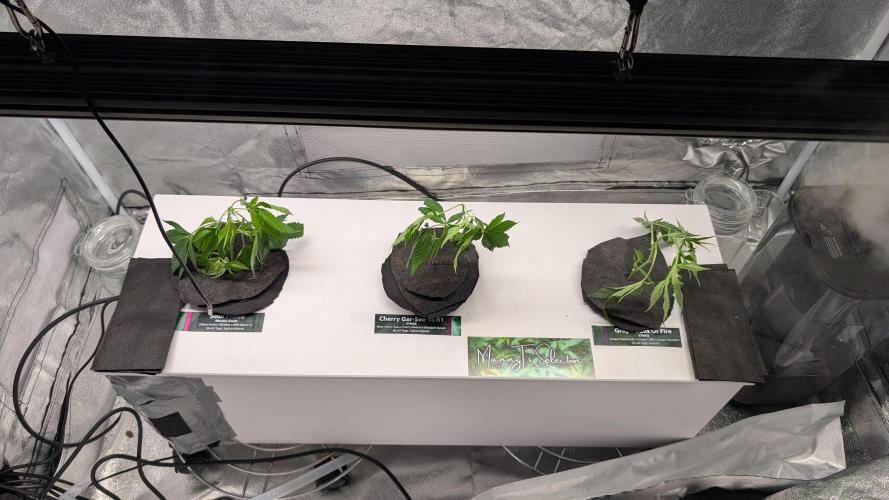 First DWC grow. Week 1