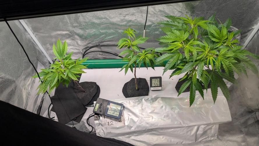 First DWC grow (third try). Week 1