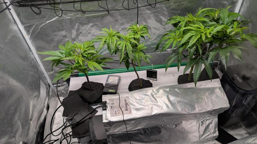 First DWC grow (third try). Week 1