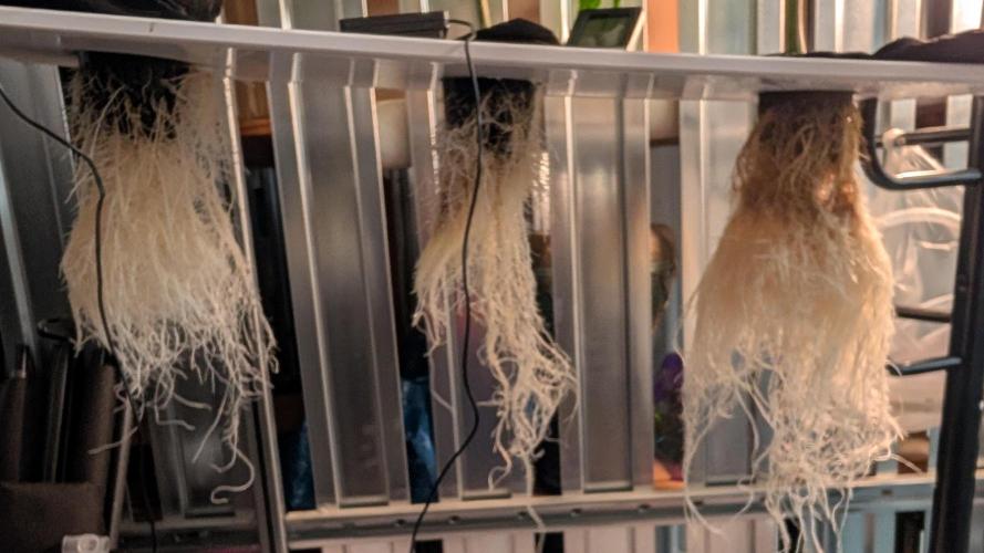 First DWC grow (third try). Week 1