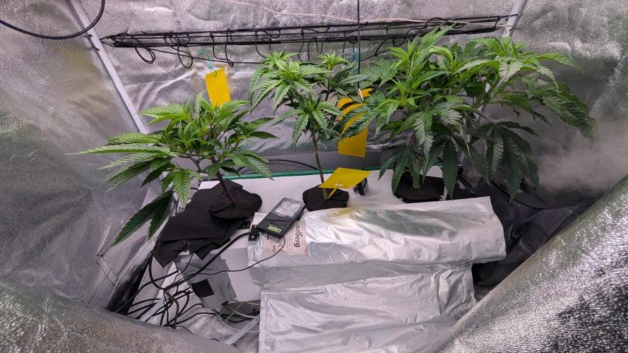 First DWC grow (third try). Week 2