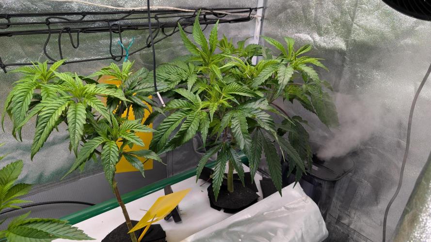 First DWC grow (third try). Week 2