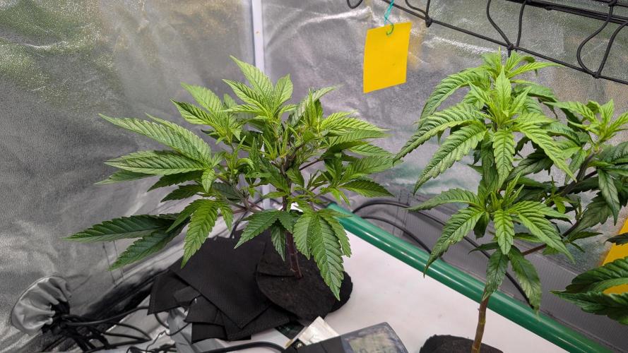 First DWC grow (third try). Week 2