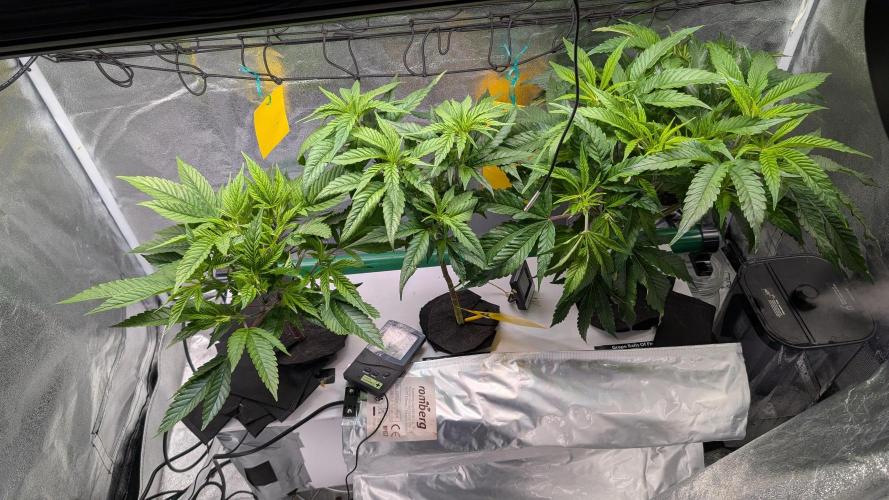 First DWC grow (third try). Week 2 - 1/16/2026 