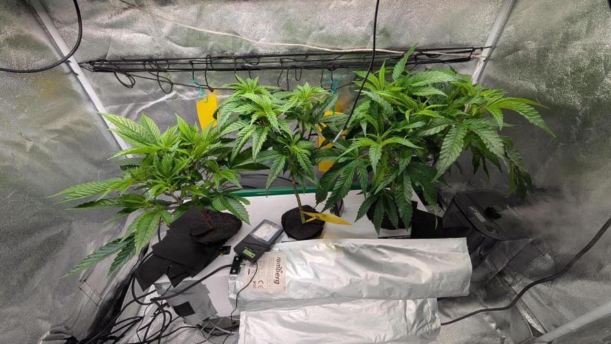 First DWC grow (third try). Week 2 - 1/16/2026 