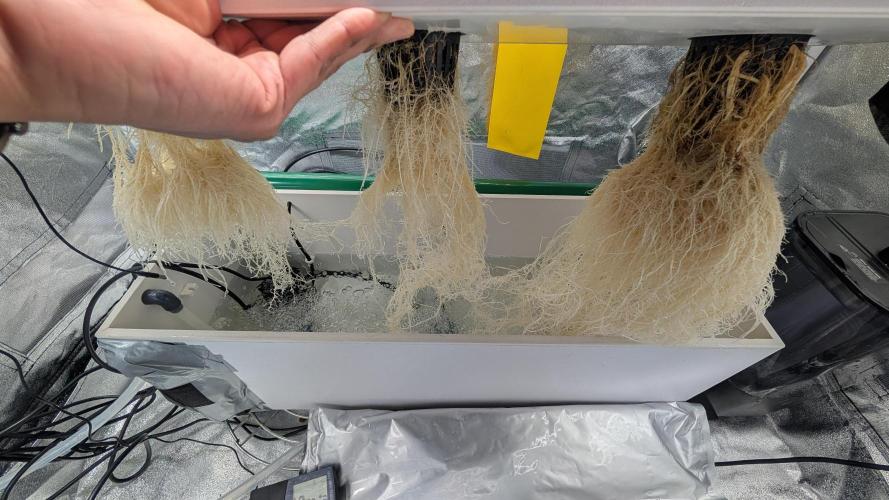 First DWC grow (third try). Week 2 - 1/16/2026