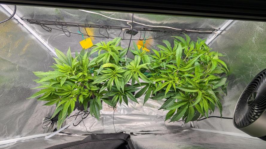 First DWC grow (third try). Week 3