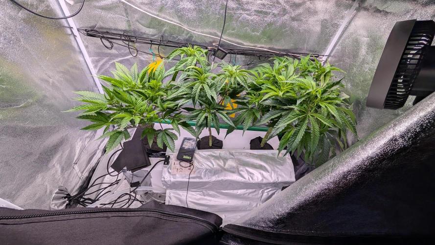 First DWC grow (third try). Week 3