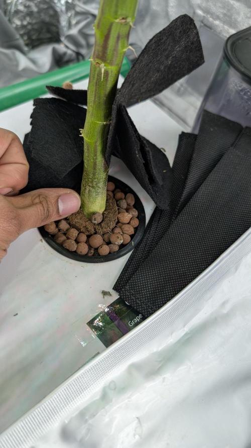 First DWC grow (third try). Week 3