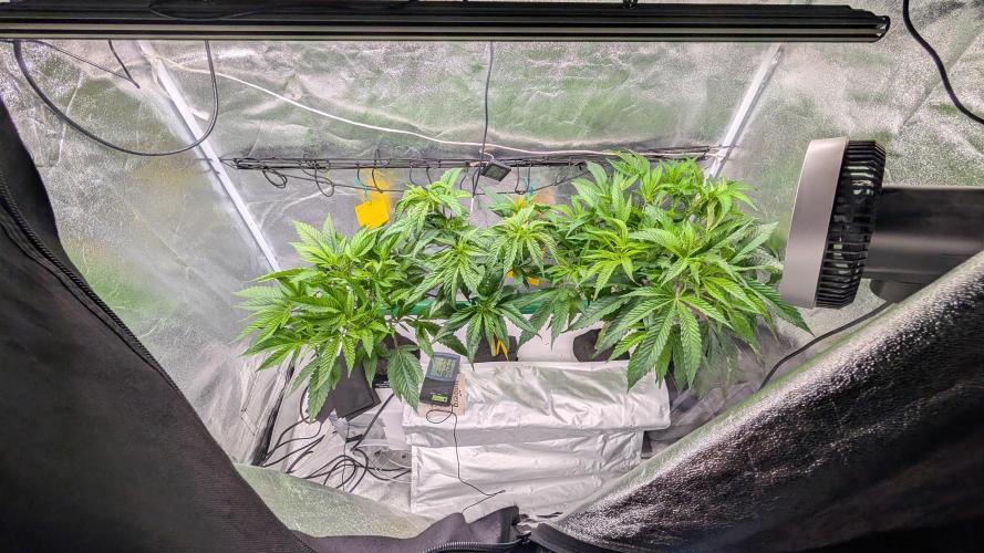 First DWC grow (third try). Week 3