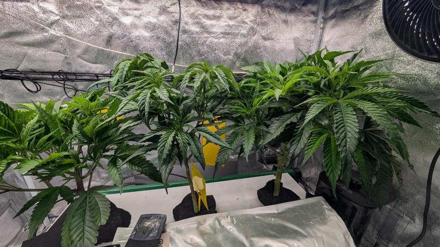 First DWC grow (third try). Week 3