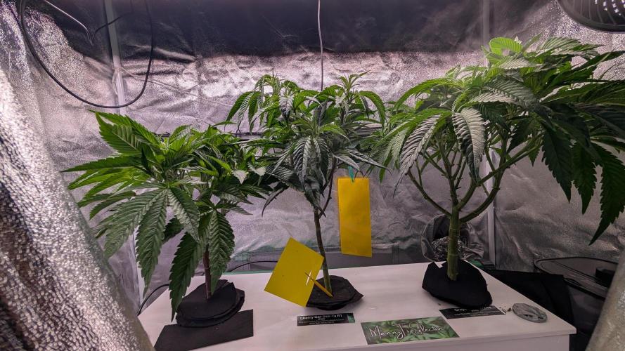 First DWC grow (third try). Week 3