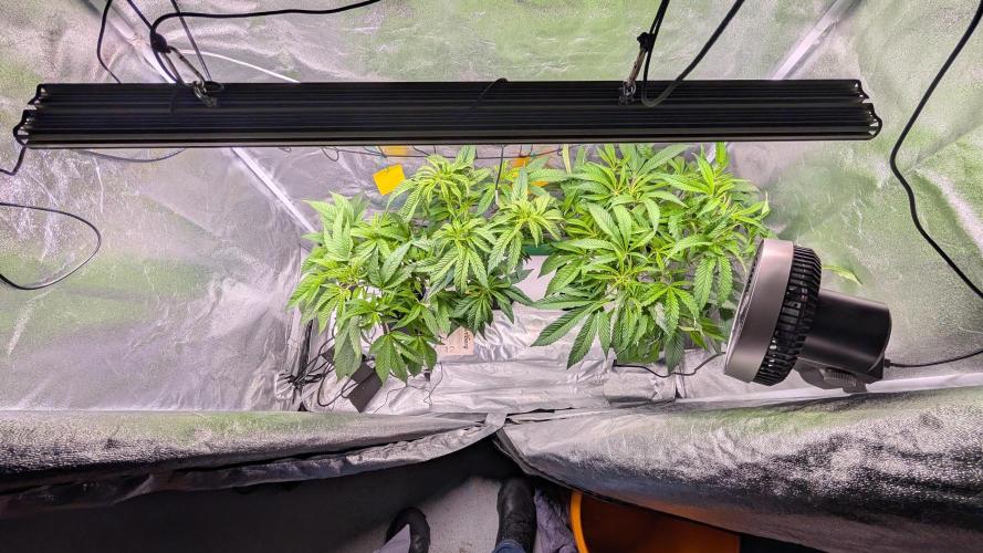 First DWC grow (third try). Week 3