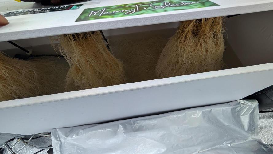 First DWC grow (third try). Week 3