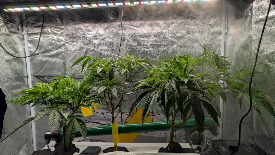 First DWC grow (third try). Week 3 - 01/25/2026
End of Veg