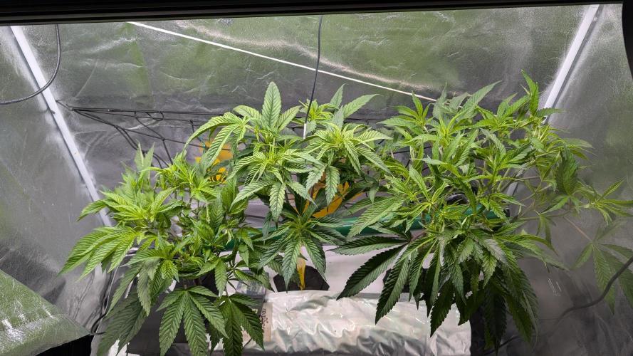 First DWC grow (third try). Week 3 - 01/25/2026
End of Veg