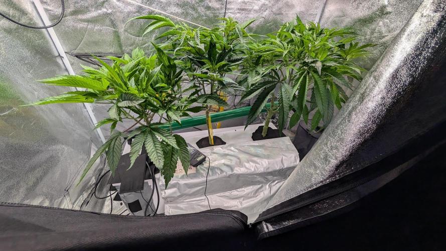 First DWC grow (third try). Week 4