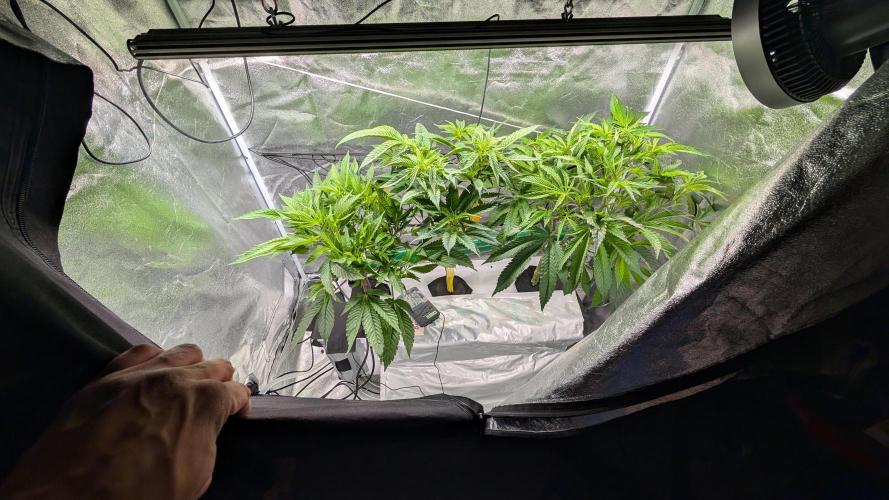 First DWC grow (third try). Week 4