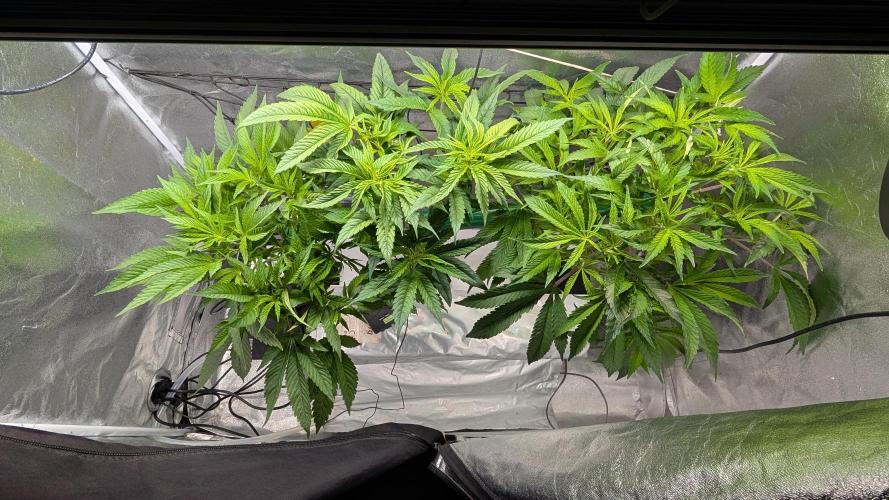 First DWC grow (third try). Week 4