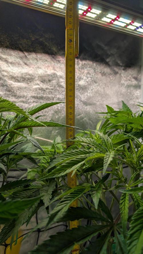 First DWC grow (third try). Week 4