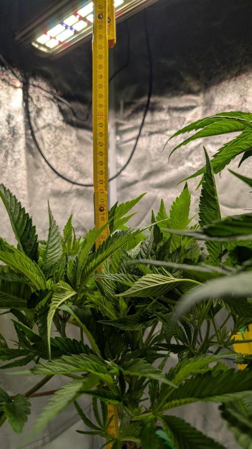 First DWC grow (third try). Week 4