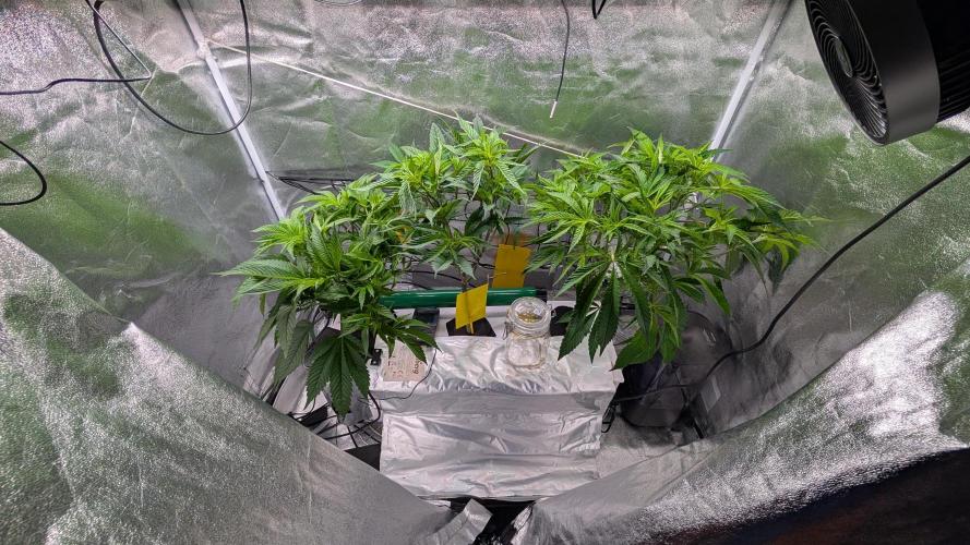 First DWC grow (third try). Week 4 - 01/29/2026 