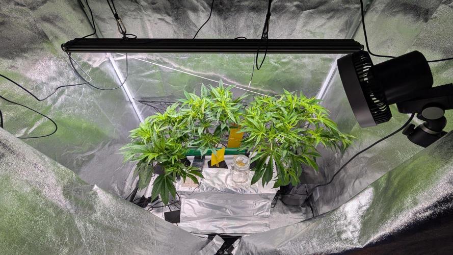 First DWC grow (third try). Week 4 - 01/29/2026 