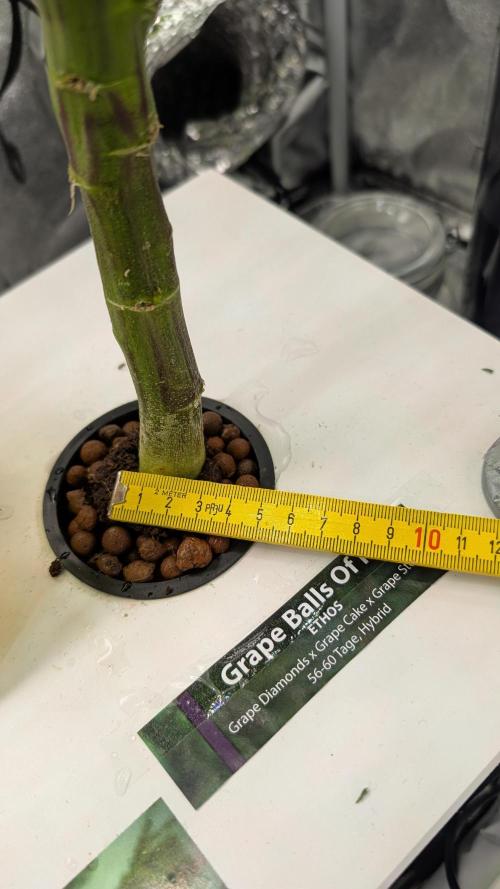 First DWC grow (third try). Week 4 - 01/29/2026