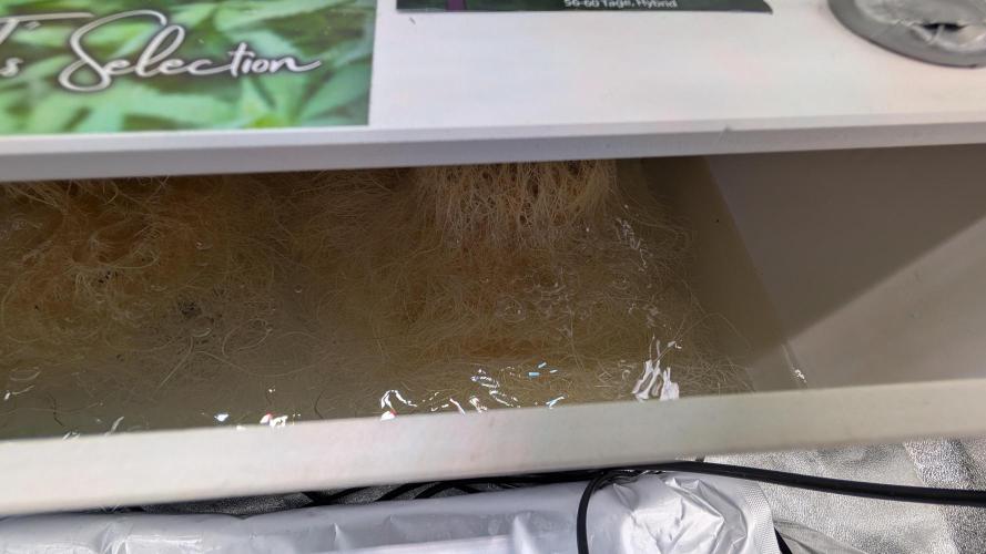 First DWC grow (third try). Week 4 - 01/29/2026