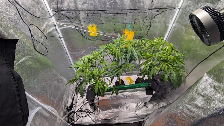 First DWC grow (third try). Week 5