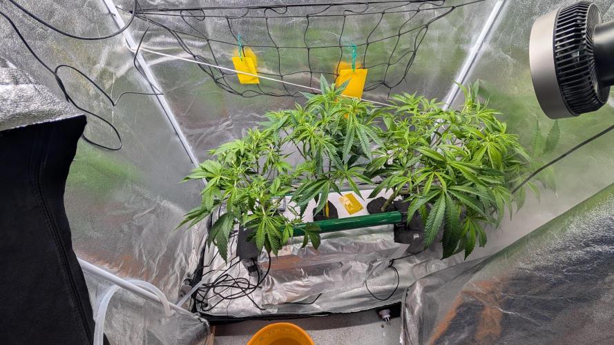 First DWC grow (third try). Week 5