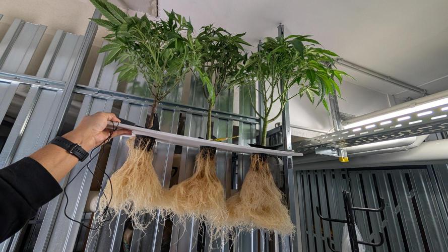 First DWC grow (third try). Week 5