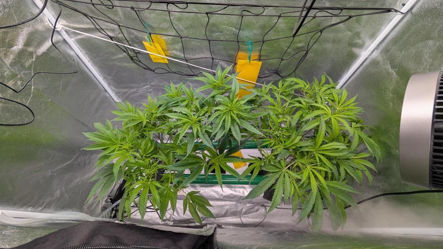 First DWC grow (third try). Week 5