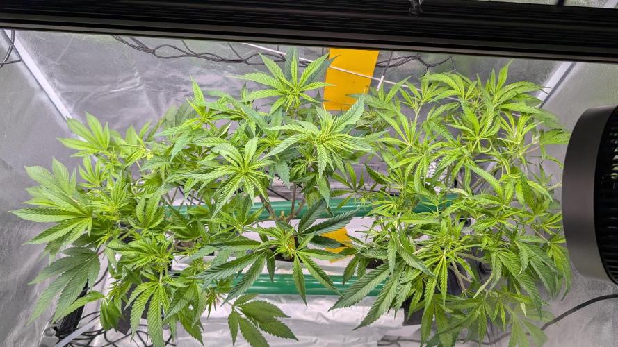 First DWC grow (third try). Week 5