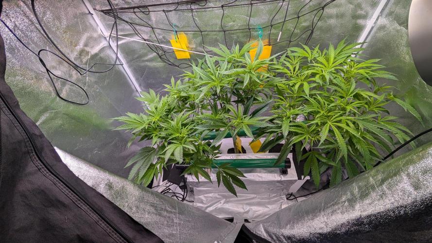 First DWC grow (third try). Week 5