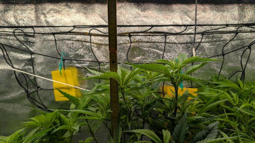 First DWC grow (third try). Week 5