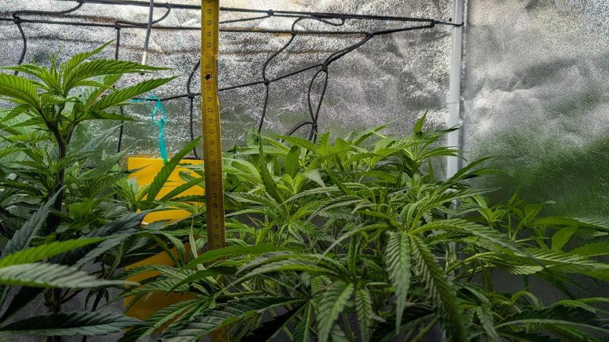 First DWC grow (third try). Week 5