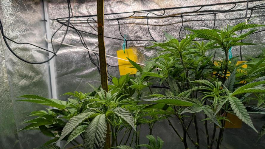 First DWC grow (third try). Week 5