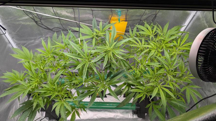 First DWC grow (third try). Week 5