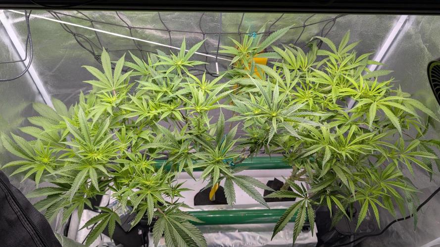 First DWC grow (third try). Week 6