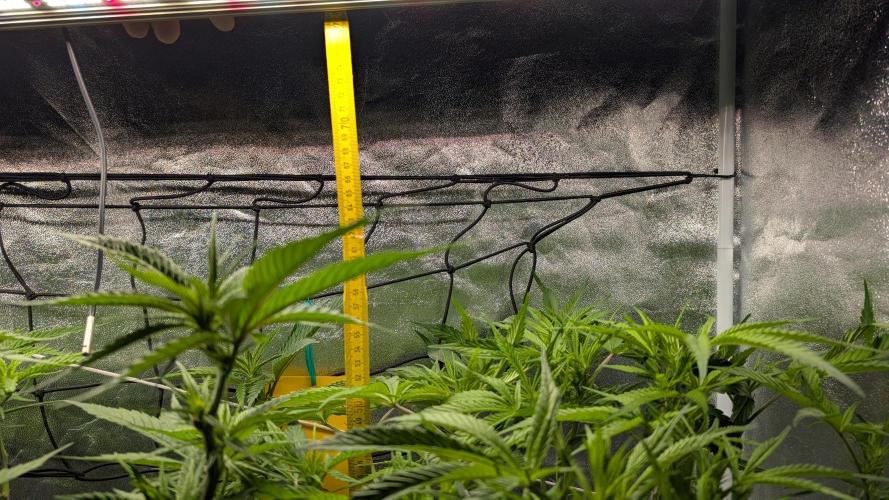 First DWC grow (third try). Week 6