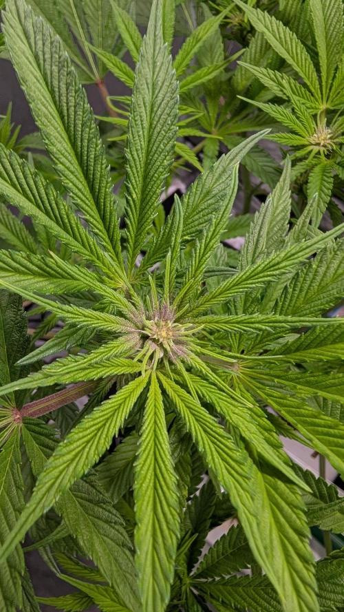 First DWC grow (third try). Week 6 - Sour Fraise