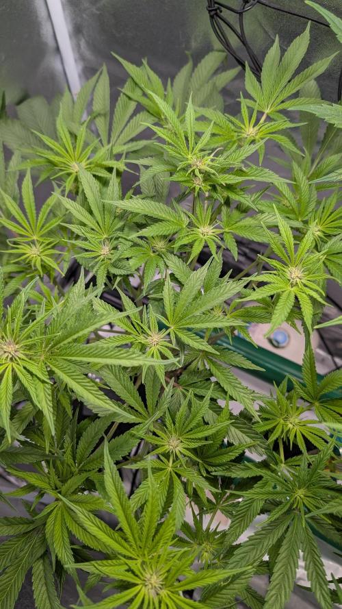 First DWC grow (third try). Week 6 - Sour Fraise 