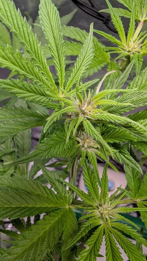 First DWC grow (third try). Week 6 - Sour Fraise 