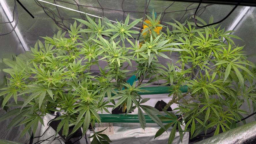 First DWC grow (third try). Week 6