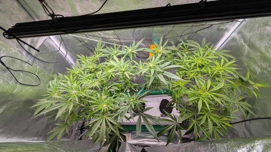 First DWC grow (third try). Week 6