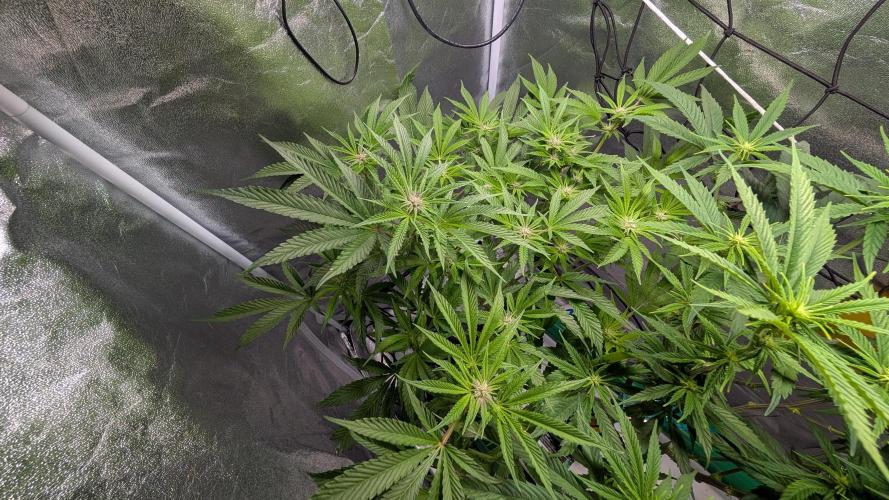 First DWC grow (third try). Week 6