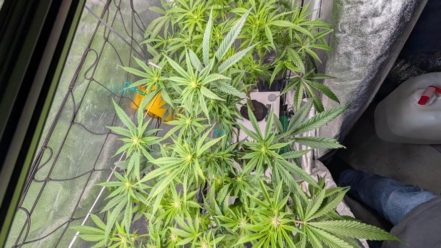 First DWC grow (third try). Week 6