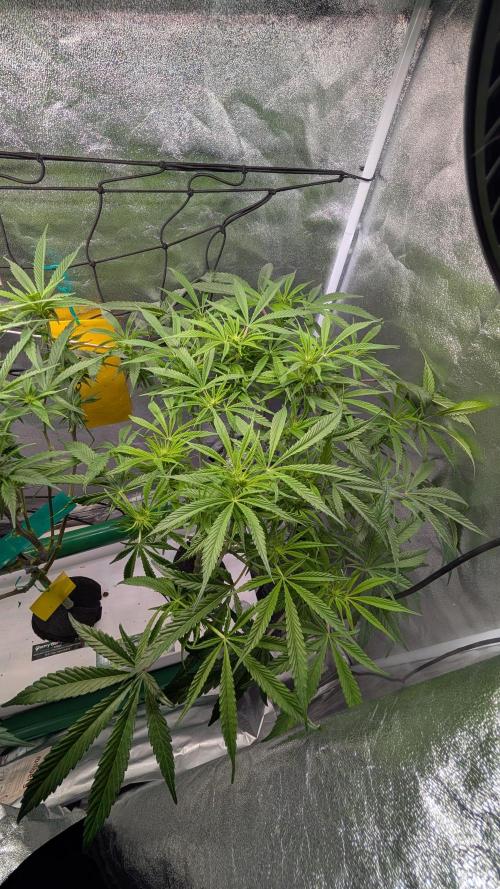 First DWC grow (third try). Week 6