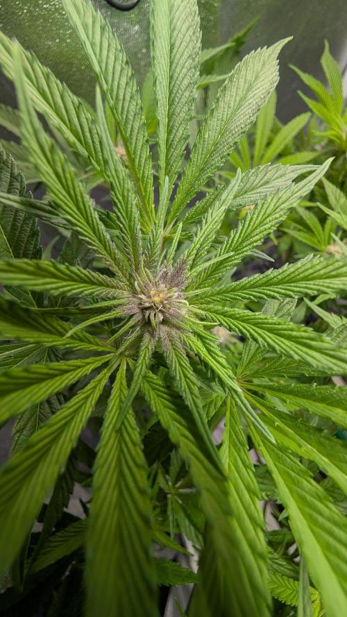 First DWC grow (third try). Week 6